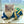 Load image into Gallery viewer, Mystic Wizard Cat Cape  CW0012
